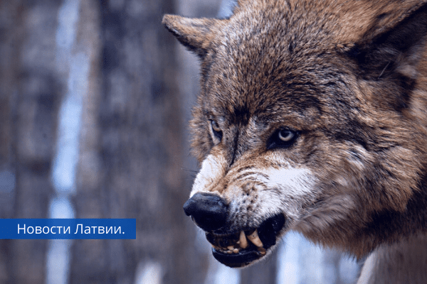 Домашний волк и символ Аляски: интересные факты о маламуте