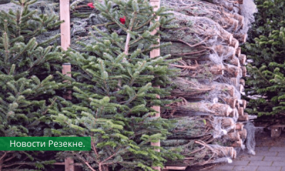 С 18 декабря в Резекне начинается продажа новогодних ёлок.