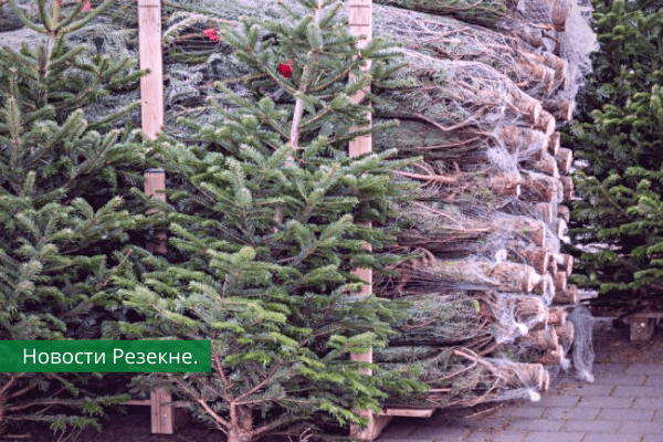С 18 декабря в Резекне начинается продажа новогодних ёлок.