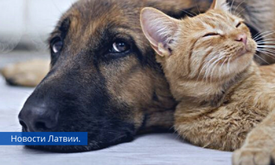 С 4 января домашних животных могут регистрировать только ветеринары.
