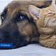 С 4 января домашних животных могут регистрировать только ветеринары.