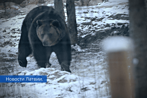 Медведь напал на сотрудника Latvijas valsts meži.