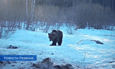 Видео под Гулбене гуляет медведь, он пытался напасть на человека.