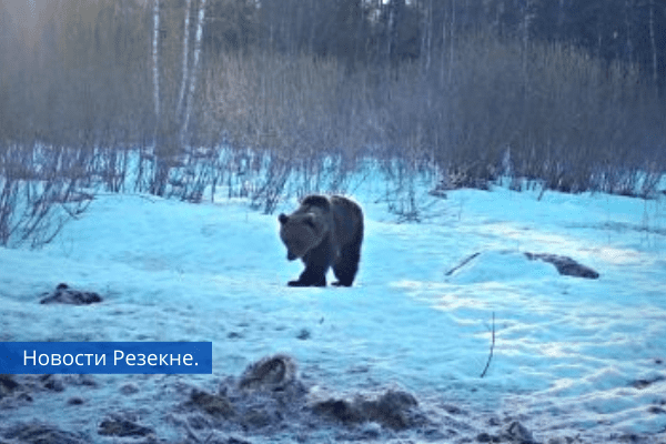 Видео под Гулбене гуляет медведь, он пытался напасть на человека.