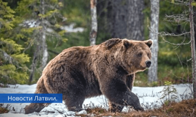 1 апреля был усыплен медведь которого видели у дороги в Гулбенском крае.