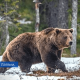 1 апреля был усыплен медведь которого видели у дороги в Гулбенском крае.