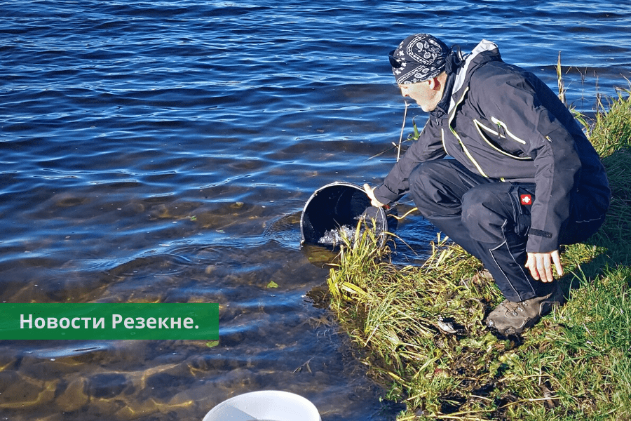Резекне: в озеро Ковшу запустили 3000 мальков судака.
