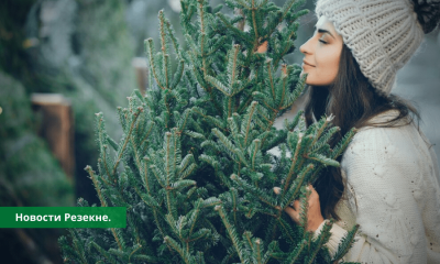 С 17 декабря в Резекне начинается продажа новогодних ёлок.