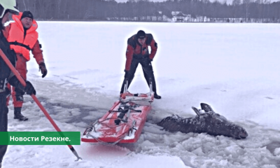 В Резекненском крае спасли лося который провалился под лед.