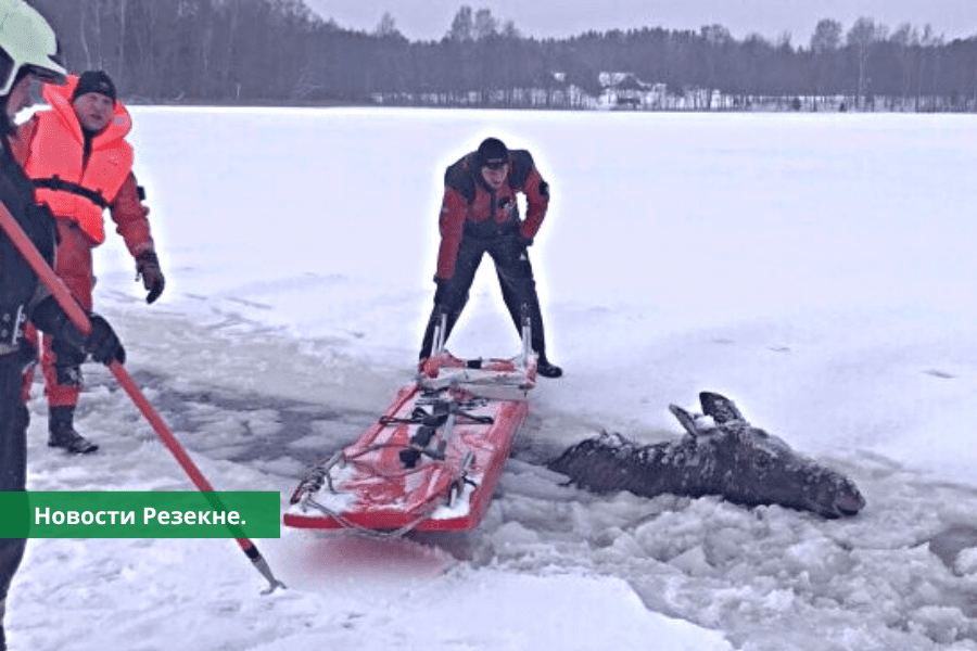 В Резекненском крае спасли лося который провалился под лед.