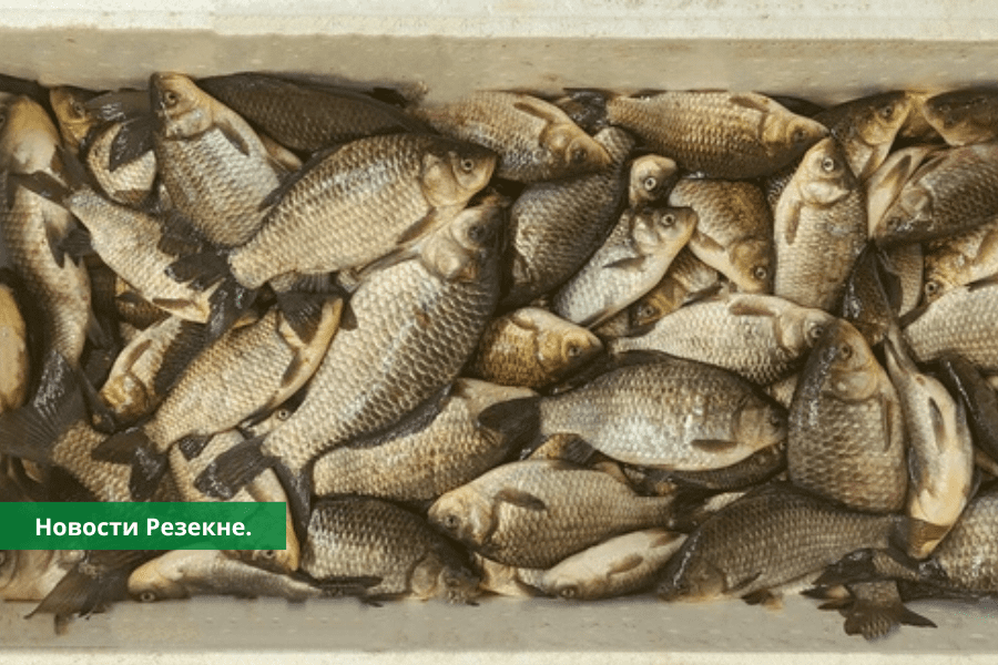 В Резекненском крае можно подать заявку на свободные лимиты рыбной ловли.