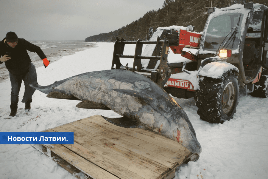 ФОТО на берегу Рижского залива найден погибший дельфин.