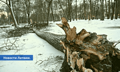 Разгул стихии спасатели получают вызовы о поваленных деревьях.