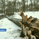 Разгул стихии спасатели получают вызовы о поваленных деревьях.
