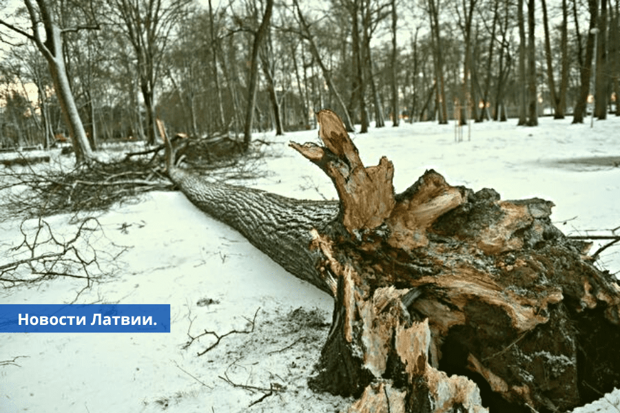 Разгул стихии спасатели получают вызовы о поваленных деревьях.