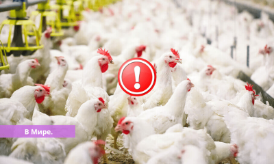 В Эстонии выявлена вспышка высокопатогенного птичьего гриппа.