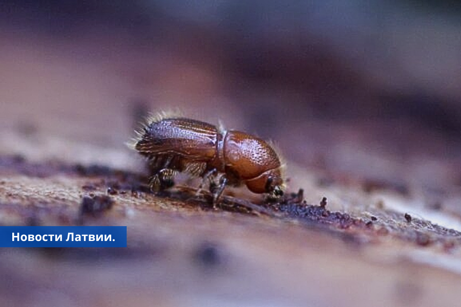 Жуки-короеды наступают с апреля вводится чрезвычайная ситуация в лесах Латвии.