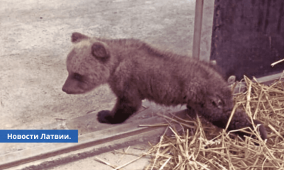 В Латвии спасли раненого медвежонка, оставшегося без мамы.