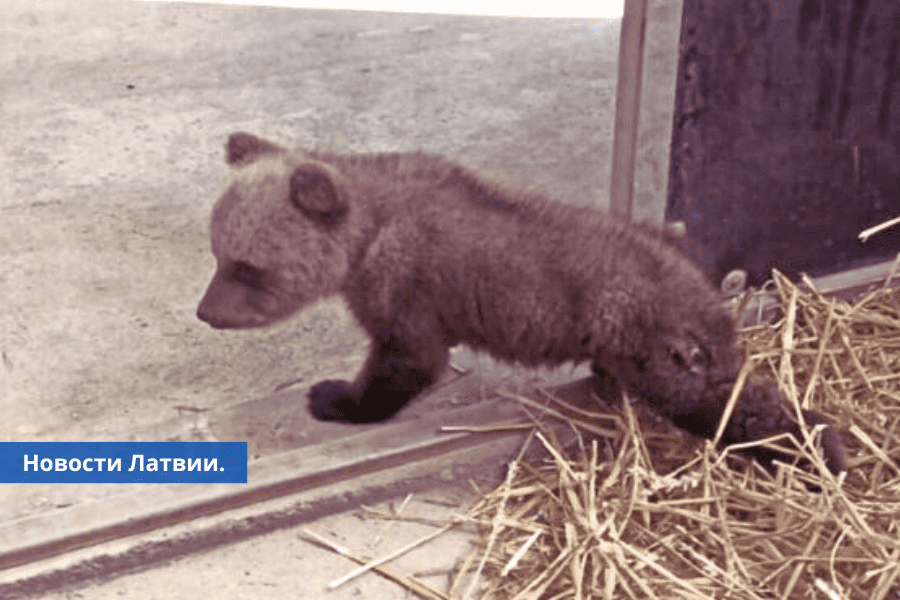 В Латвии спасли раненого медвежонка, оставшегося без мамы.