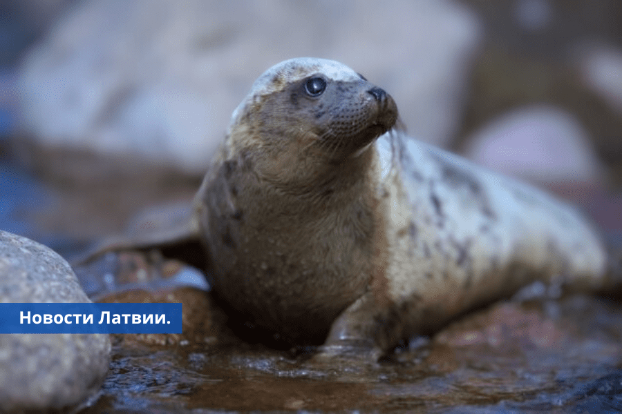На латвийское побережье вымыло множество мертвых тюленей - причины выясняются.