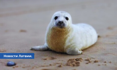 На латвийском побережье спасены уже три тюлененка.