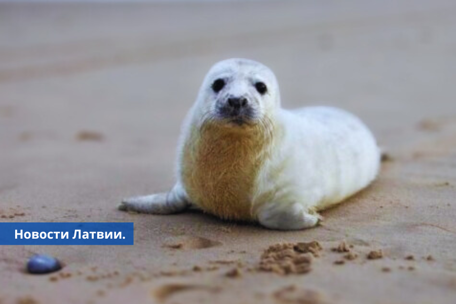 На латвийском побережье спасены уже три тюлененка.