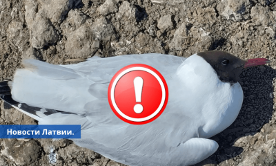 Подтверждено в Даугавпилсе у умерших водоплавающих птиц констатирован птичий грипп.