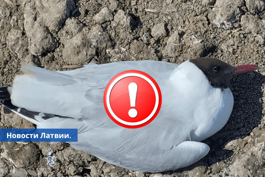 Подтверждено в Даугавпилсе у умерших водоплавающих птиц констатирован птичий грипп.