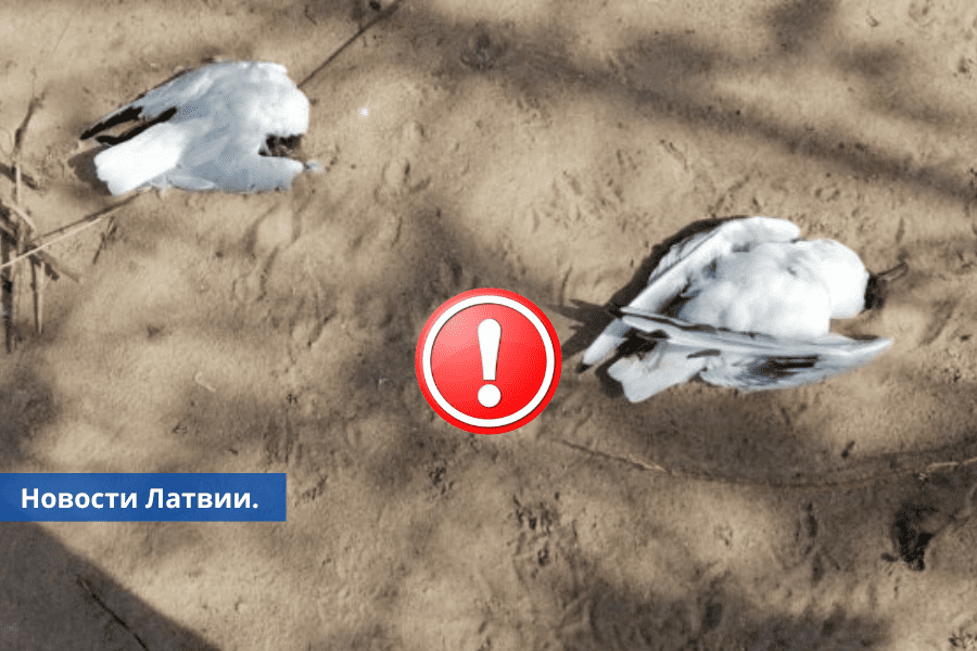 Свыше 200 мертвых птицы обнаружено в Краславе.