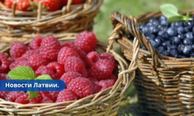 Ассоциация рассказала о ценах на ягоды в этом году.