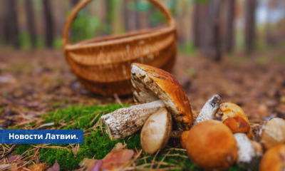 Из-за засухи в этом году в Латвии может быть мало грибов.