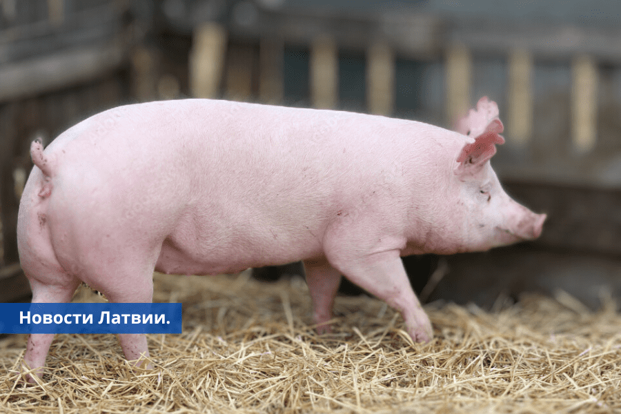 Цены на свинину достигли небывалого уровня: фермеры этому рады.