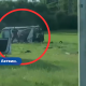 ВИДЕО: В Елгаве подростки снимали видео побега от полиции и попали в аварию.