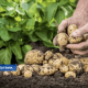 В Латвии впервые обнаружен паразит — картофельная нематода.