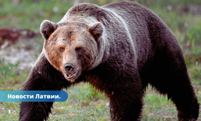 В Латвии обитает 70-80 бурых медведей. Безопасно ли собирать в лесах грибы и ягоды?