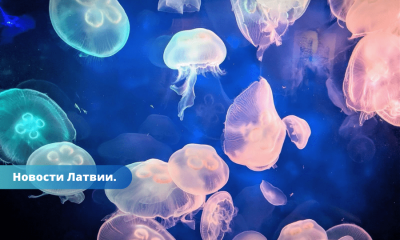 В латвийском озере обнаружена медуза из Юго-Восточной Азии.