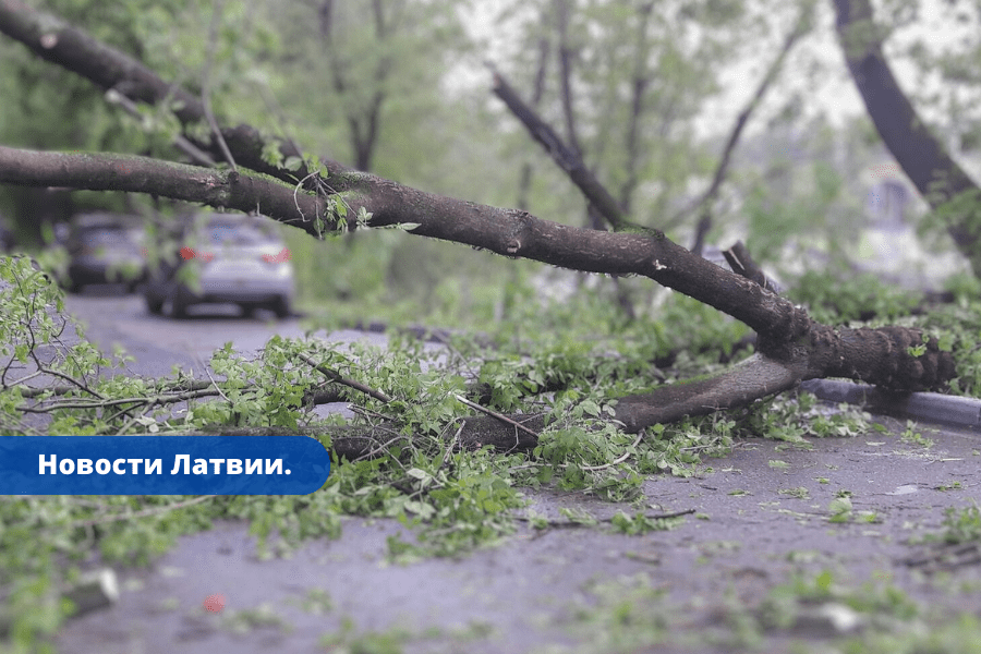 Сильный ветер в VUGD поступило 66 вызовов о сломанных деревьях.