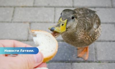 В Латвии продолжает распространяться птичий грипп; людей призывают к осторожности.