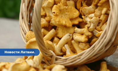 Все за грибами после дождей в Латвии выросли первые в этом сезоне лисички.