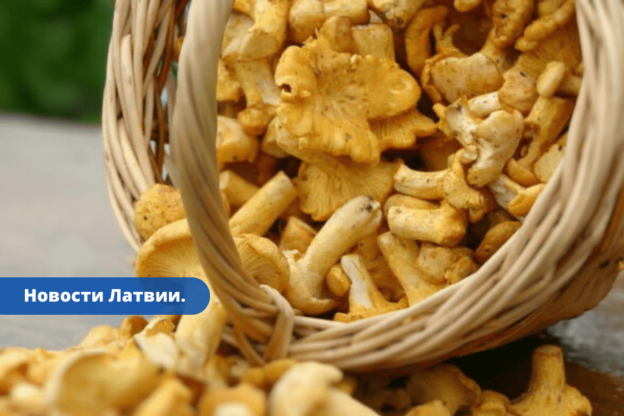 Все за грибами после дождей в Латвии выросли первые в этом сезоне лисички.