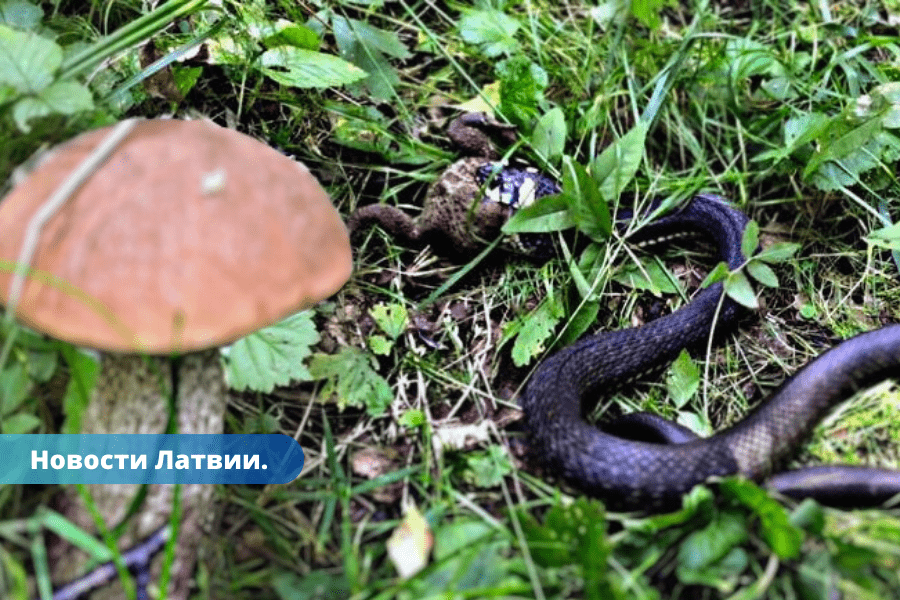 Ne tikai sēnes Latvijas mežos aktivizējušās čūskas.