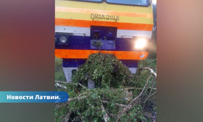 ВИДЕО: упавшее дерево остановило поезд Зилупе - Рига.
