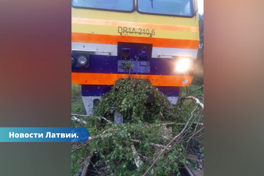 ВИДЕО: упавшее дерево остановило поезд Зилупе - Рига.