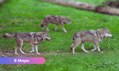 ЕК: стремительное распространение волков в Европе - угроза не только для скота.