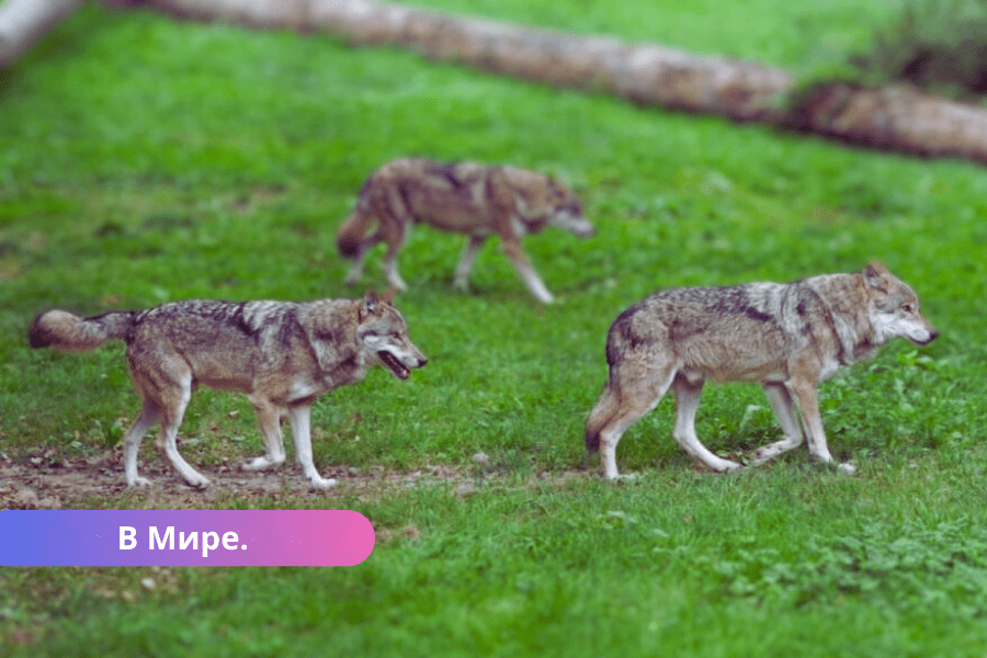 ЕК: стремительное распространение волков в Европе - угроза не только для скота.