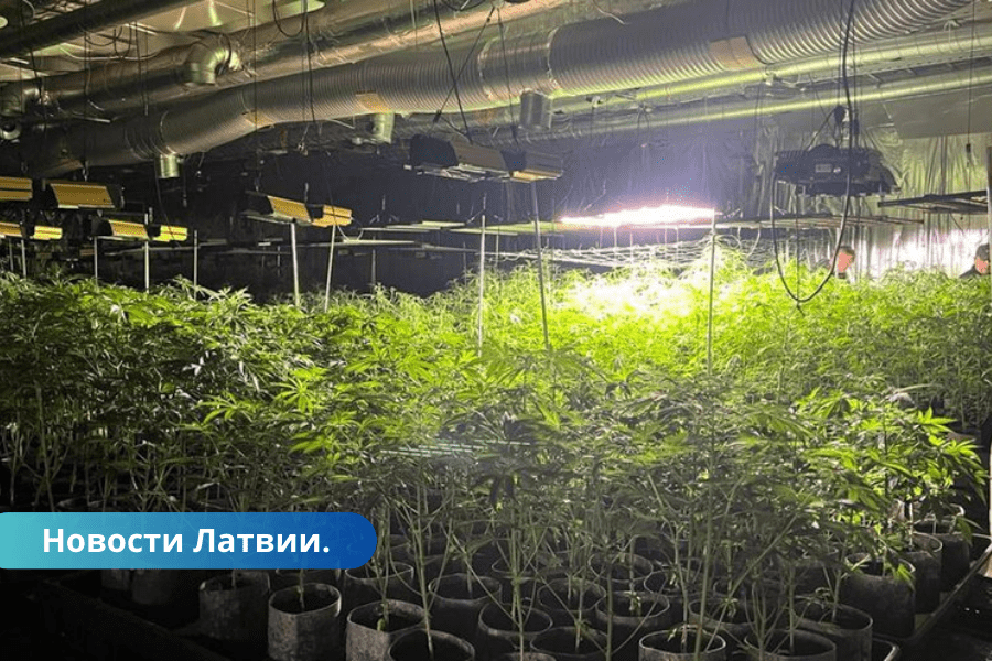 ФОТО. В Латвии полиция обнаружила плантацию марихуаны: изъято более 1 500 саженцев