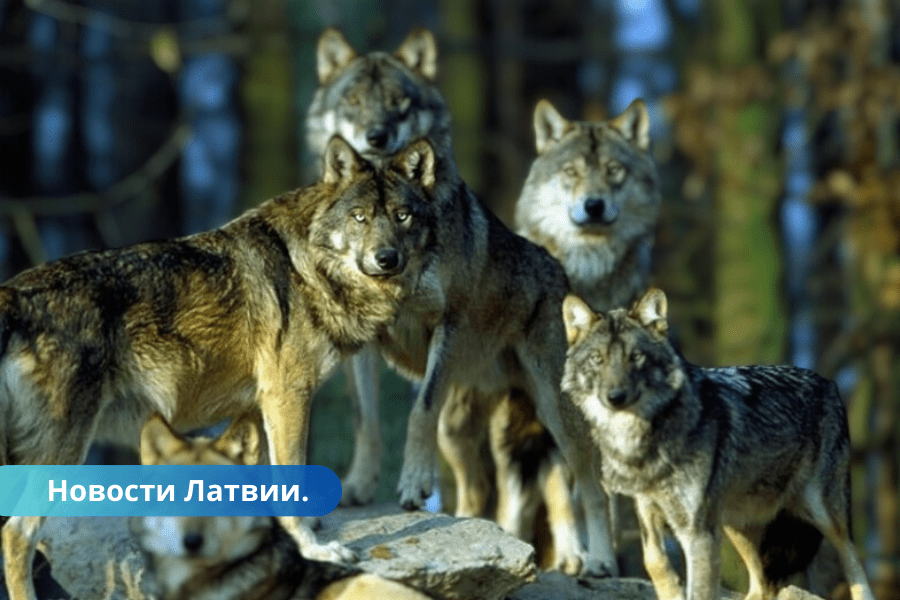 В восточной Латгалии волки нападают на собак.