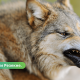 В Резекненском крае волки нападают на собак.