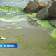 В латвийских водоемах наблюдается цветение сине-зеленых водорослей. Их трогать нельзя!