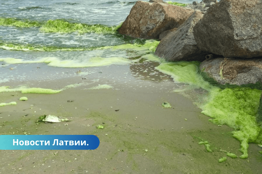 В латвийских водоемах наблюдается цветение сине-зеленых водорослей. Их трогать нельзя!
